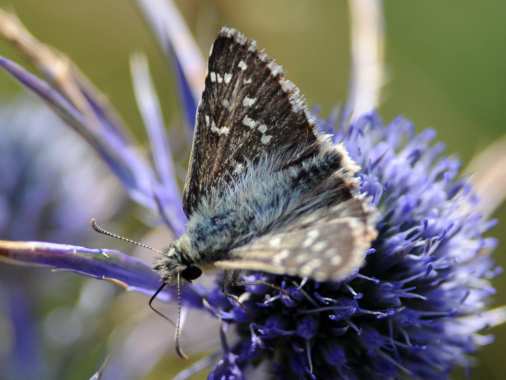 Pyrgus cfr. picenus e Pyrgus cfr. centralitaliae, Hesperiidae